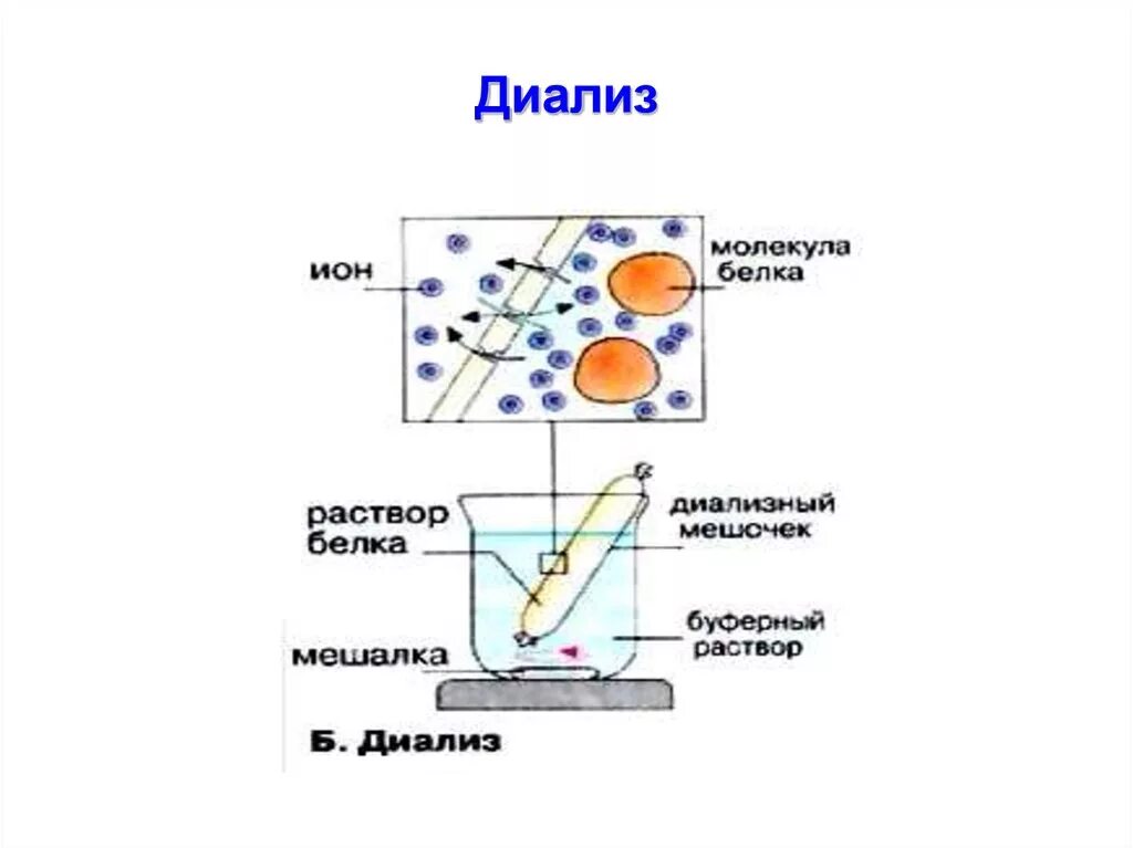 Диализ белков. Диализ принцип метода. Схема диализа раствора белка. Методы очистки белков диализ. Диализ белков биохимия.