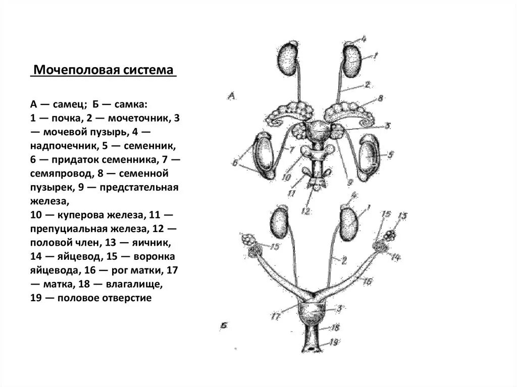 Женский половой орган млекопитающих. Анатомия мочевыделительной системы коров. Строение мочевой системы у животных. Мочевыделительная система млекопитающих схема. Анатомия коровы Мочеполовая система.