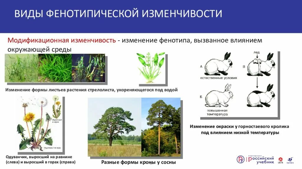 Пример явления иллюстрирующего изменчивость. Формы модификационной изменчивости. Модификационная изменчивость примеры. Формы фенотипической изменчивости. Изменчивость виды изменчивости.