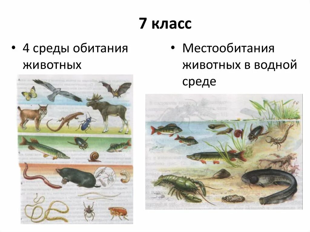 Среда обитания зверей. Среды обитания 4 среды. Среды жизни животных водной. Животные разных сред обитания. Животный мир водной среды.