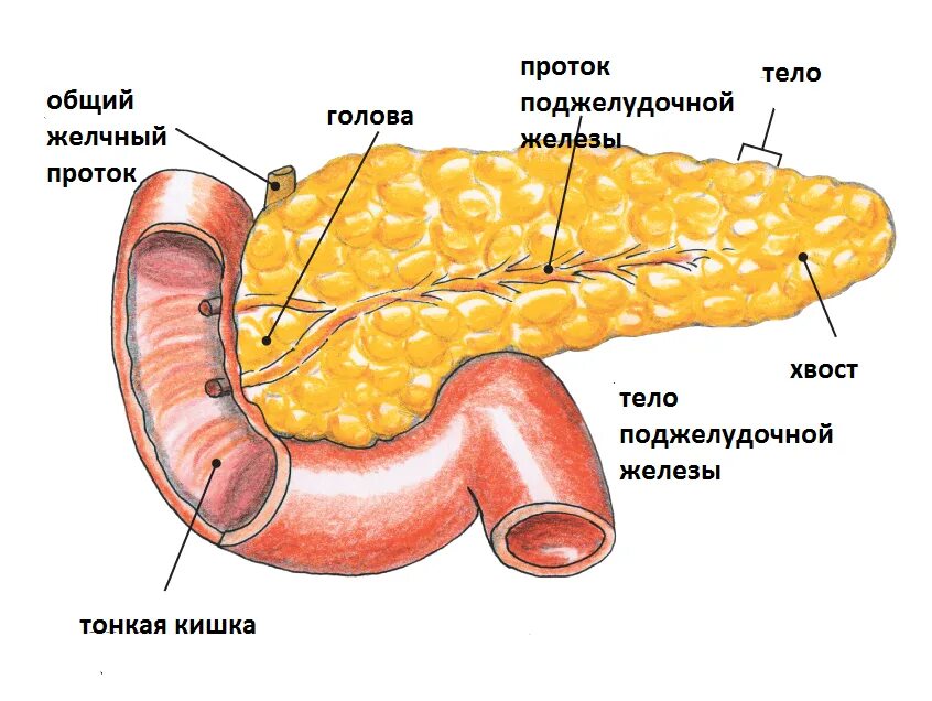 Панкреатит какой бок. Строение поджелудочной железы анатомия. Строение поджелудочной железы биология. Железы поджелудочной железы строение. Поджелудочная железа рисунок анатомия.