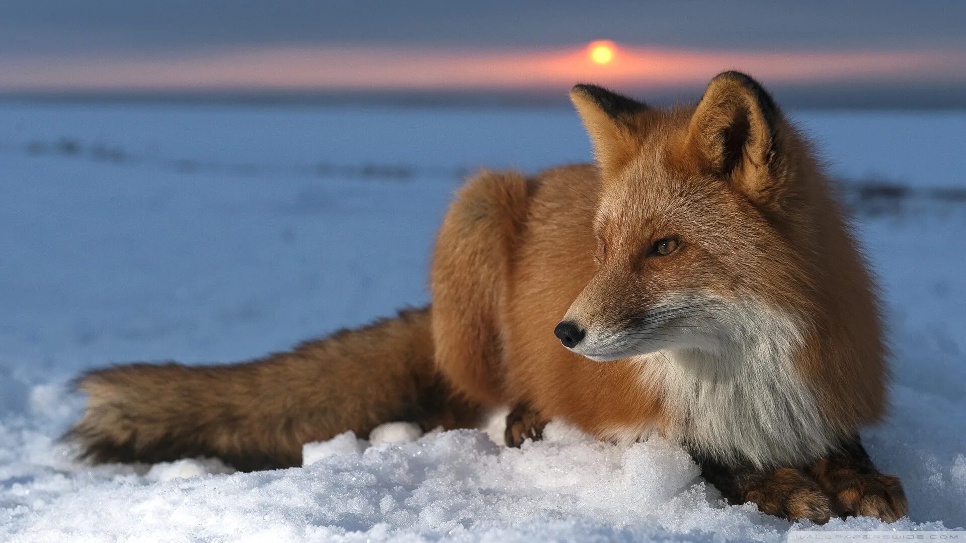 Лиса Шпиленок. Лиса зимой. Красивые животные на рабочий стол. Обои лисы. Ice fox