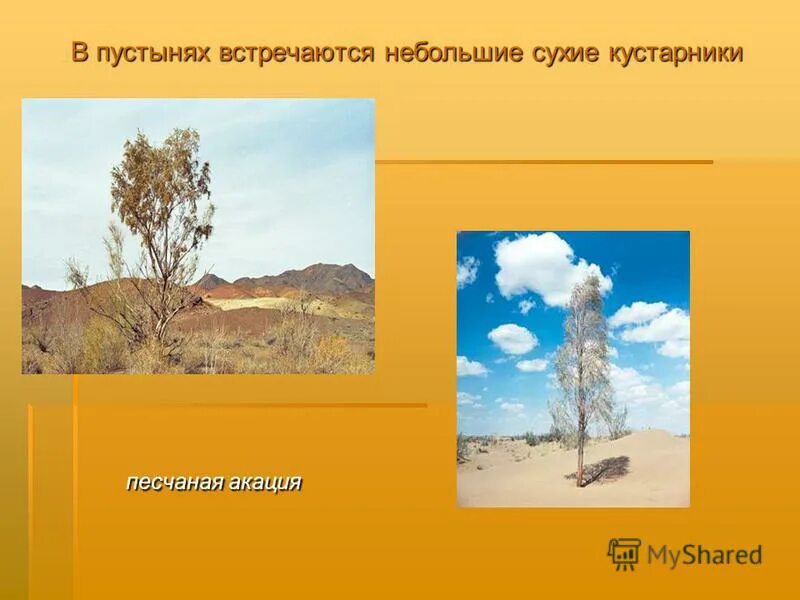 Пустыня намиб и океан. В пустыне встречается. Откуда кислород в пустыне. Побережье пустыни намиб. Песчаные дюны намибии.