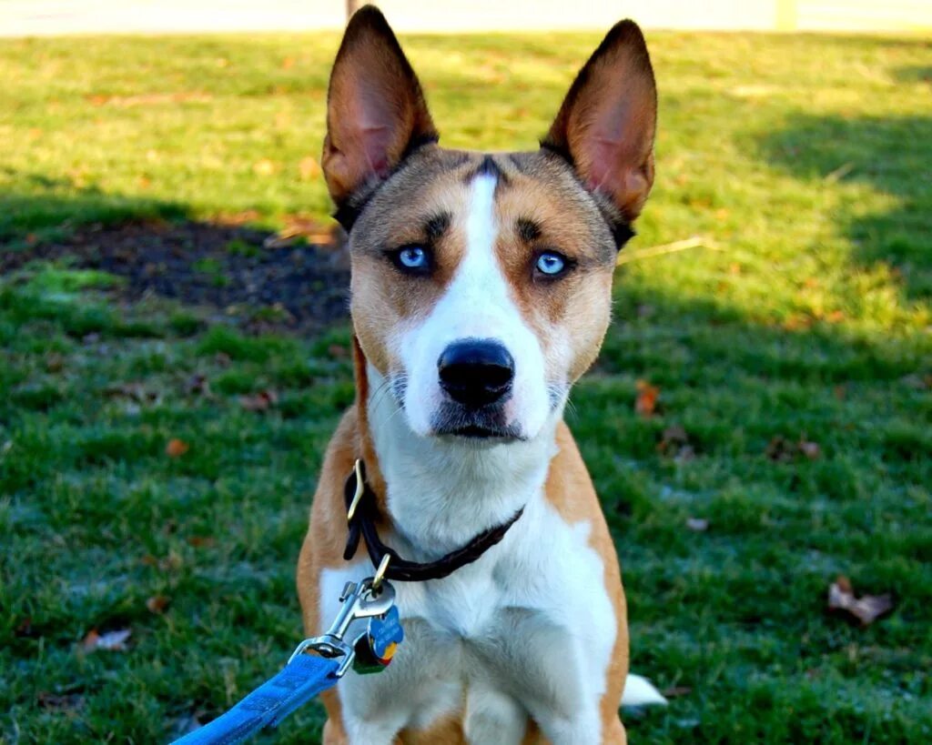 Шестипалая собака. Мини боксер собака. Порода боксер. Фото гордой собаки. Боксер порода собак.
