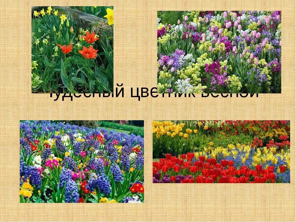 Чудесные цветники весной 2 класс