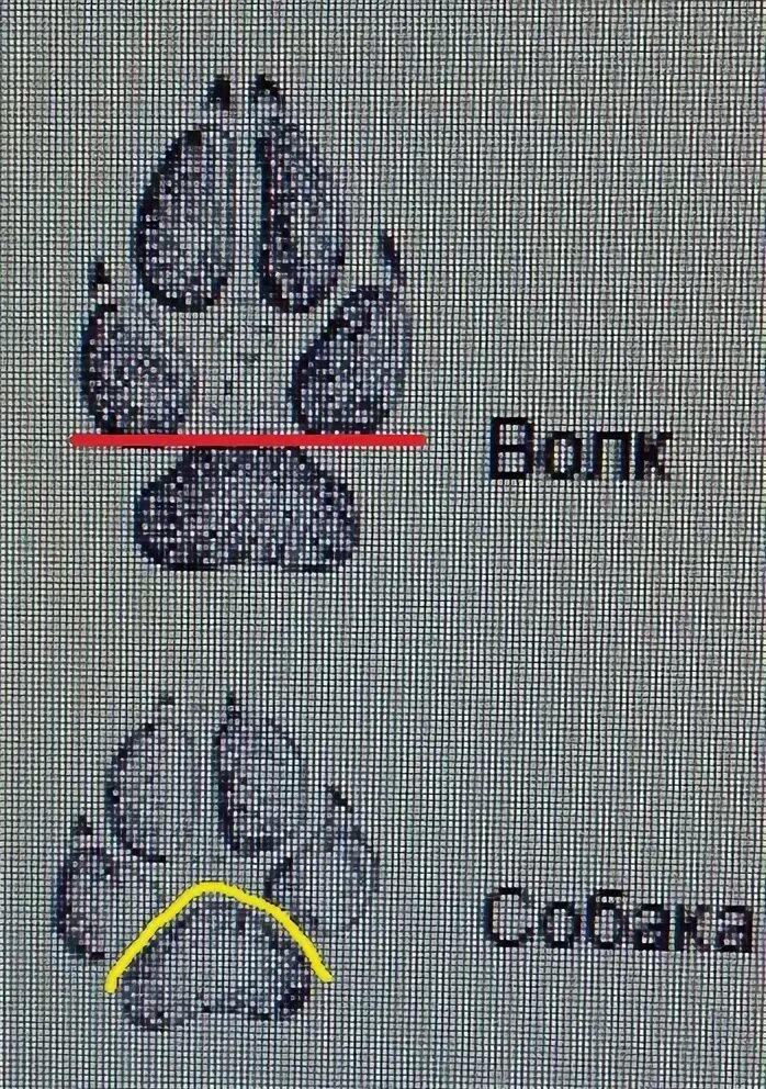 Как отличить следы. Отличич следа волка от собаки. Отличие следа волка от следа собаки. Чледв олка и собаки отличия. Различие сл4дов собаки и волка.