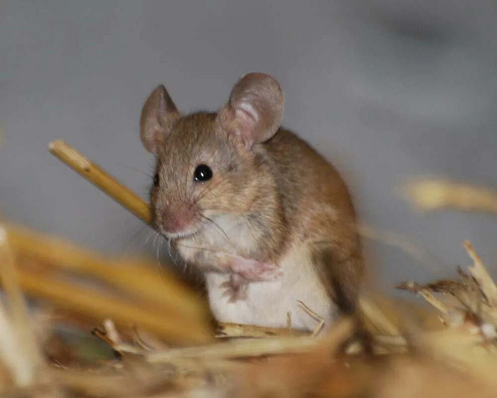 Sibm mouse. Mus musculus домовая мышь. Домовая мышь mus musculus Linnaeus. Мышь домовая (mus musculus l.. Мышонок.
