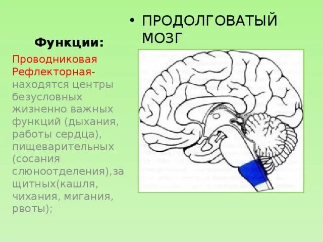 Продолговатый отдел головного мозга человека функции. Отделы рефлекса продолговатого мозга. Функции продолговатого мозга. Функции продолговатого головного мозга.