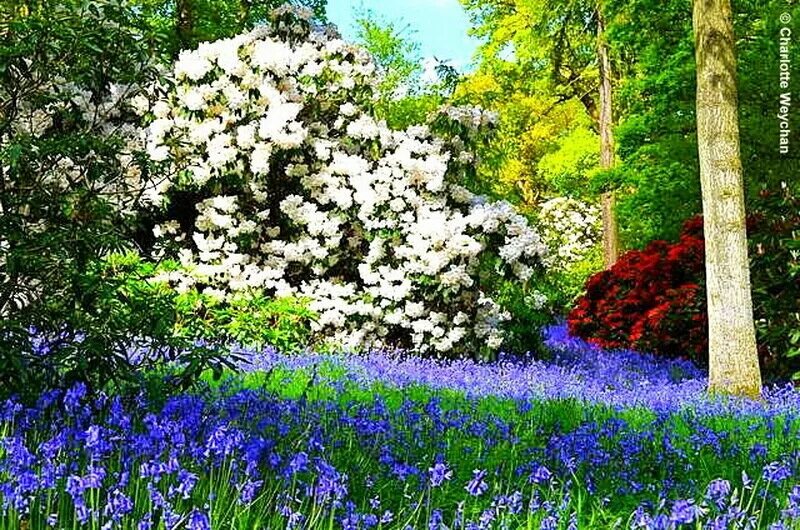 Was the best in spring. Синий сад. Best Gardens. Spring Garden. The Galloping Gardener.
