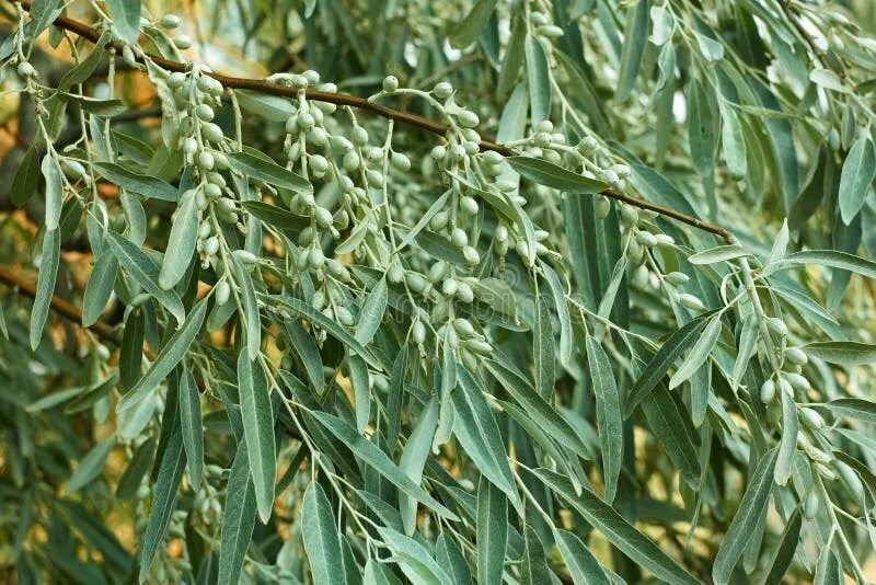 Ива белая плантариум. Ива белая (salix alba) уралочка. Argentea. Ива белая (salix alba). Ива белая прямоствольная.