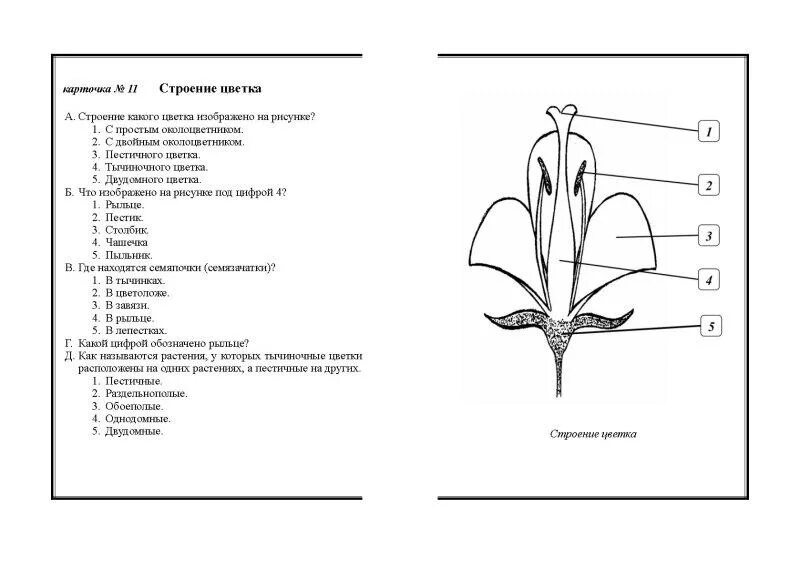 Размножение растений 6 класс тест с ответами. Строение и многообразие покрытосеменных растений. Контрольная работа по биологии 6 класс строение растений. Строение растения 6 класс биология. Контрольная по биологии 6 класс цветок.