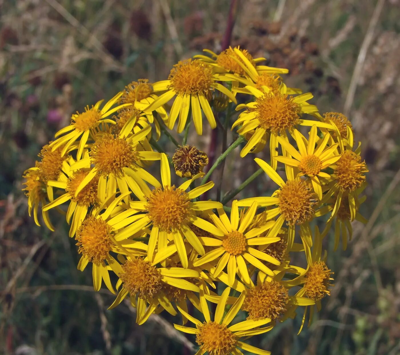 Крестовник Senecio jacobaea. Крестовник Луговой крестовник Суходольный. Крестовник обыкновенный полевой. Крестовник Швецова. Крестовник обыкновенный