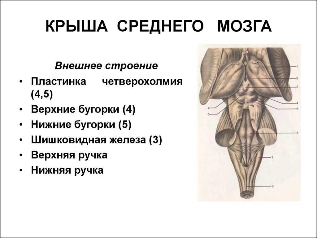 Средний мозг анатомия внешнее строение. Крыша среднего мозга (пластинка четверохолмия). Ствол головного мозга четверохолмия. Верхние Бугры крыши среднего мозга.