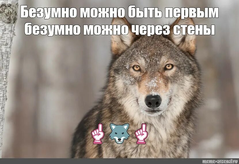 Будет быстрой в любой. Волк Мем. Мемы с волками. Спасибо за внимание волк. Волк это волк Мем.