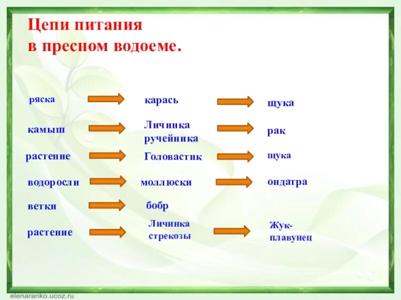 Составить пищевую цепь водоема