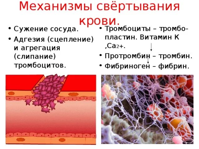 Тромбоциты образование сгустка крови. Тромбоциты схема свертывания крови. Участие тромбоцитов в свертывании крови. Функции тромбоцитов в процессе свертывания крови:.