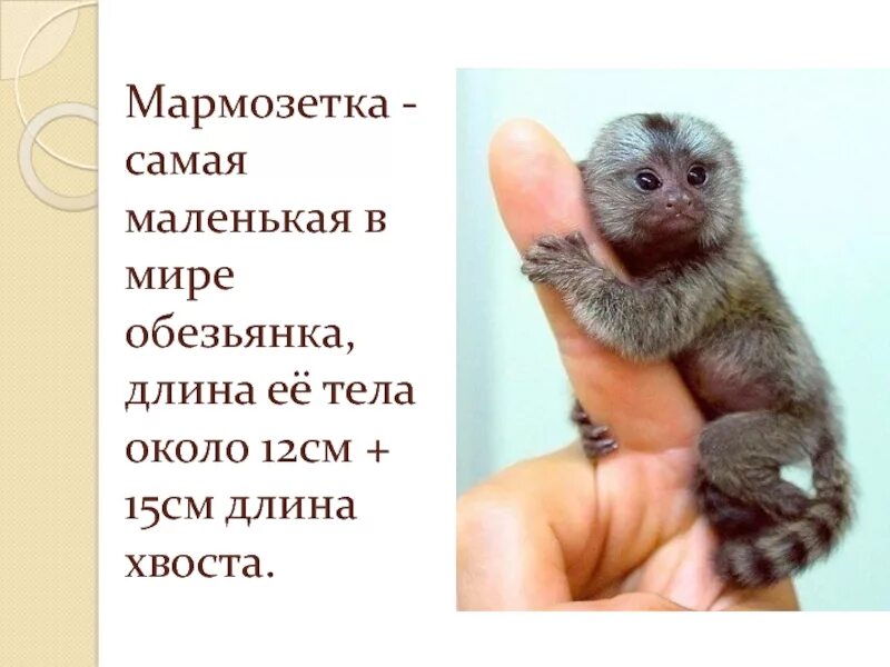 Какой самый маленький год был. Хи пингпинг рост. Карлик китаец. Какой самый маленький год был. Джунри балуинг.