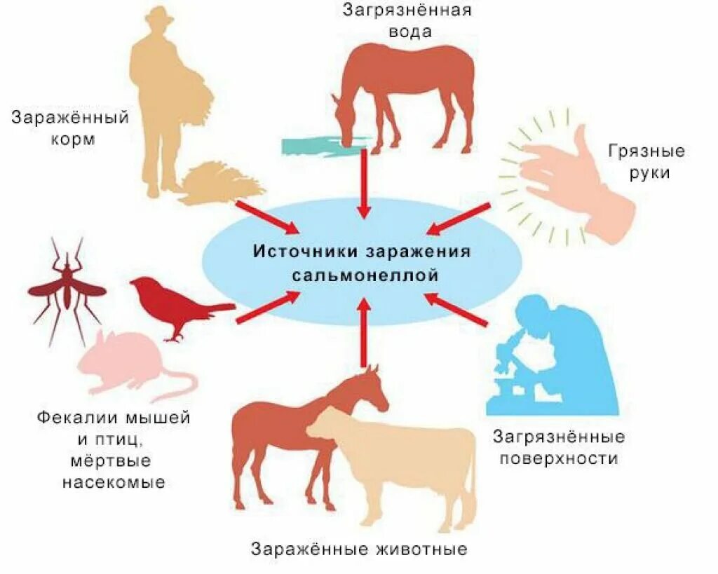 Схема передачи сальмонеллеза. Патогенез сальмонеллеза схема. Сальмонеллез источник инфекции пути передачи. Сальмонеллез механизм передачи. Сальмонеллез передается каким