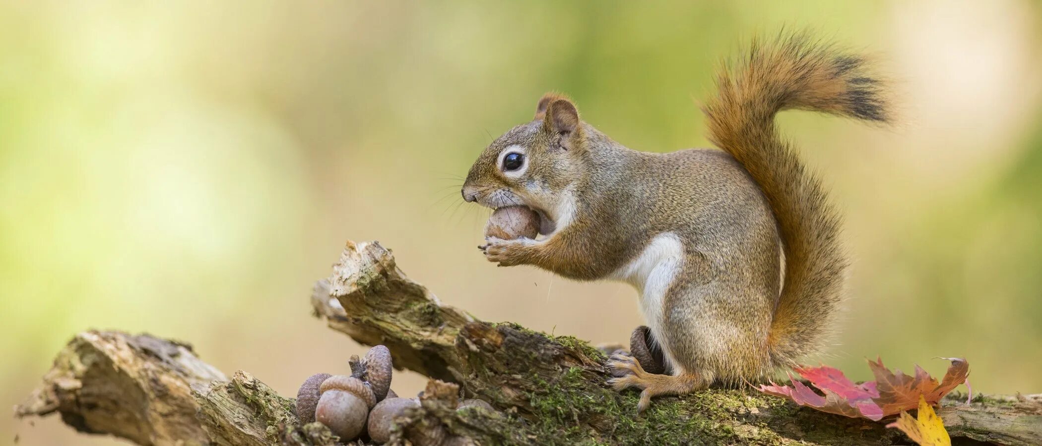 Светло бурый зверек обычно охотится на белок. Место обитания белки. Squirrel. Белка ищет. Ardilla.