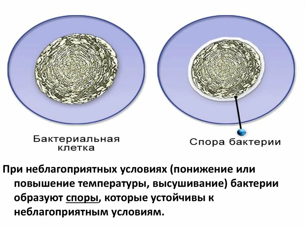 Чем отличается спора гриба от споры бактерии. При неблагоприятных условиях бактерии образуют споры. Формы спор бактерий. Размножение бактерий и образование спор. Образование спор у бактерий 5 класс биология.