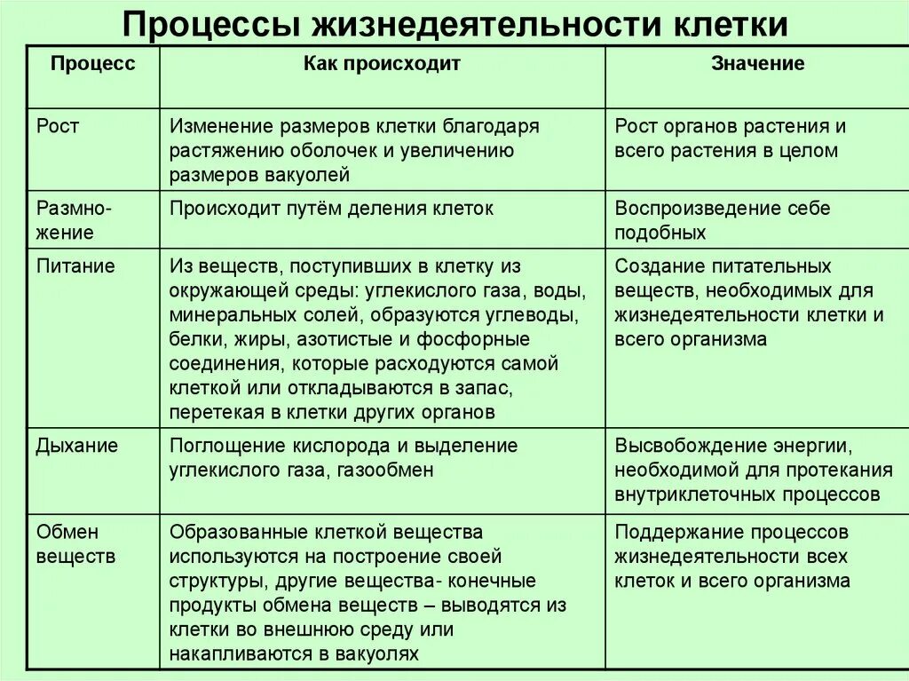 Процессы жизнедеятельности растительной клетки 6 класс биология. Характеристика процесса жизнедеятельности клетки. Процессы жизнедеятельности клетки деление клетки 6 класс биология. Жизнедеятельность клетки процессы жизнедеятельности.