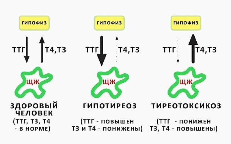 Повышен т 4. Гормоны щитовидной железы т4 Свободный и ТТГ. Гормон щитовидной железы ТТГ норма. Снижение т3 при нормальном ТТГ. Взаимосвязь ТТГ И т3 и т4.