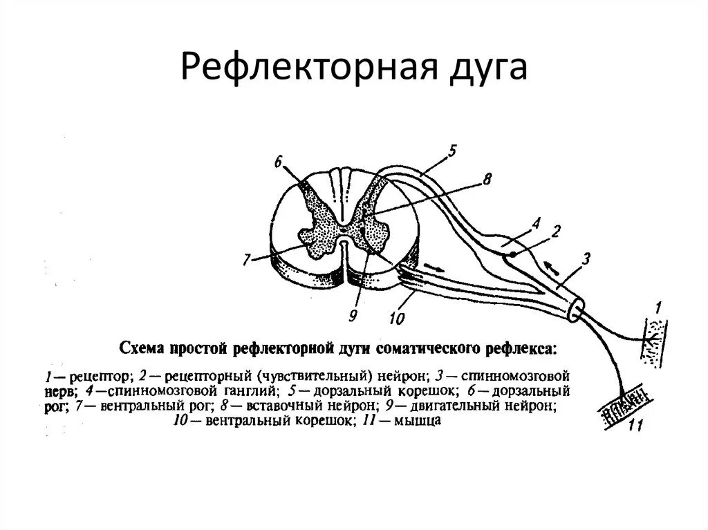 Изобразить схему рефлекторной дуги. Составные части рефлекторной дуги схема. Структура рефлекторной дуги схема. Рефлекторная дуга сегментарная строение. Рефлекторная дуга спинального рефлекса схема.