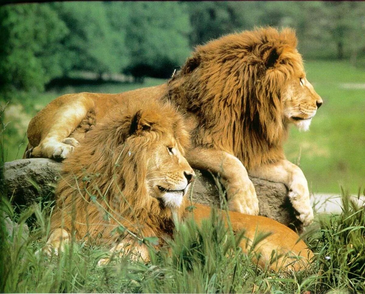 Два Льва. Львы братья фото. Домашние львы. Два Льва фото.