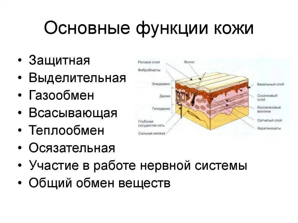 Стандартные слои. Строение кожи слой строение функции. Структуры кожи человека и их функции. Слой кожи , строение слоя , функции. Кожа 3 слоя функции строение.