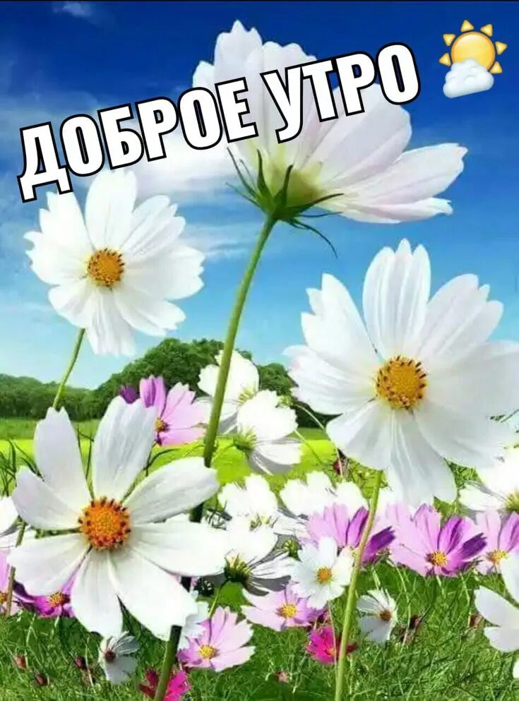 Доброе утро цветы природы