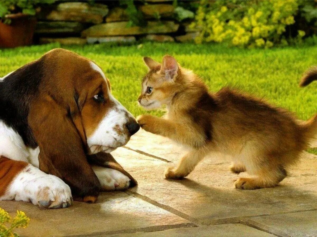 Собака с кошкой. Кошки и собаки. Собака с кошкой дружат. Забавные домашние животные. Дружба животных.