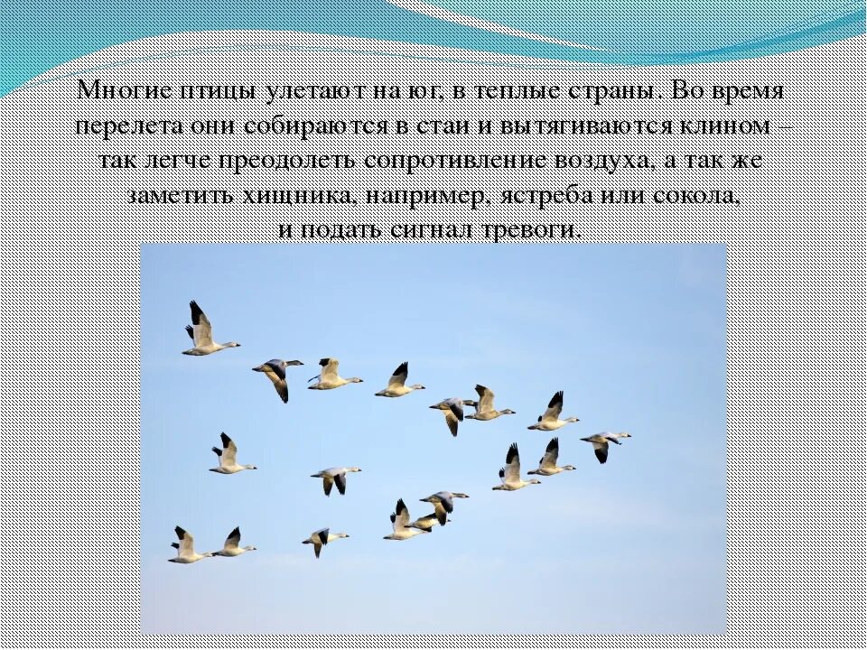 Перелетные птицы улетают на Юг. Улетают в теплые края. Перелет птиц. Перелетные птицы улетают в теплые края.