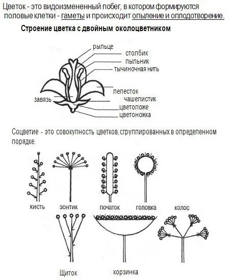 Генеративные органы тест