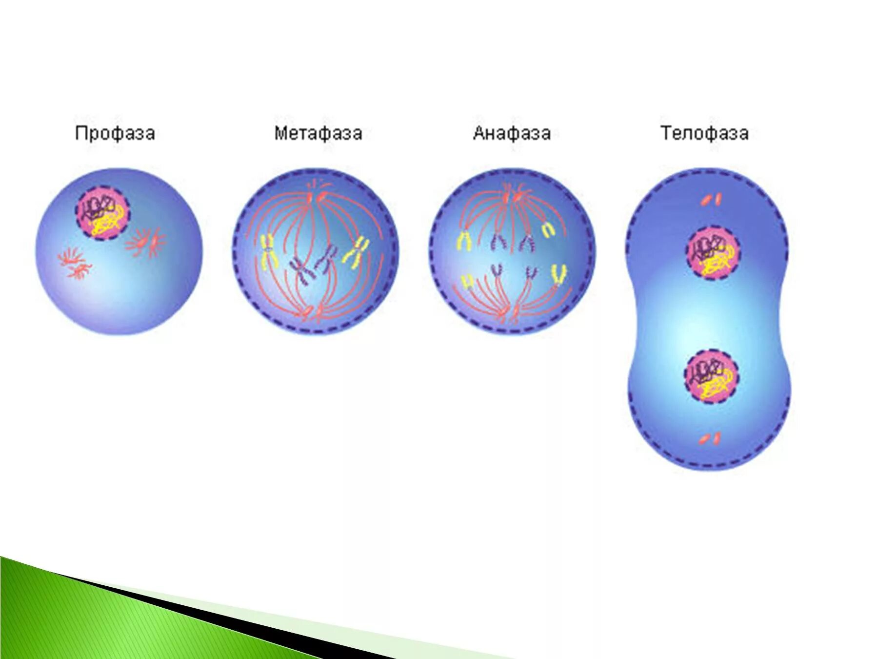 Название стадий деления клетки. Фазы митоза профаза метафаза анафаза. Фазы митоза интерфаза профаза метафаза анафаза телофаза. Профаза метафаза анафаза рисунки. Деление клетки профаза метафаза анафаза.