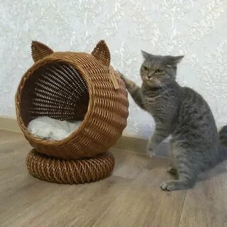 Ротанг для кошек
