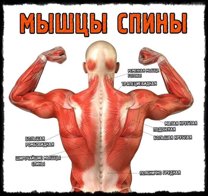 Какие мышцы наиболее развиты. Апоневроз широчайшей мышцы спины. Мышцы разгибатели позвоночника. Атлас Синельников мышцы спины. Мышцы спины анатомия упражнения.