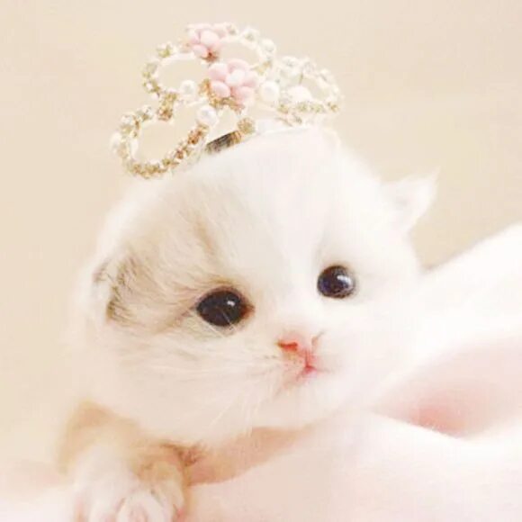 Ее пожалуйста на телефон. Милые премилые котики. Очень милые котята. Милый премилый. Кошка с короной милые.