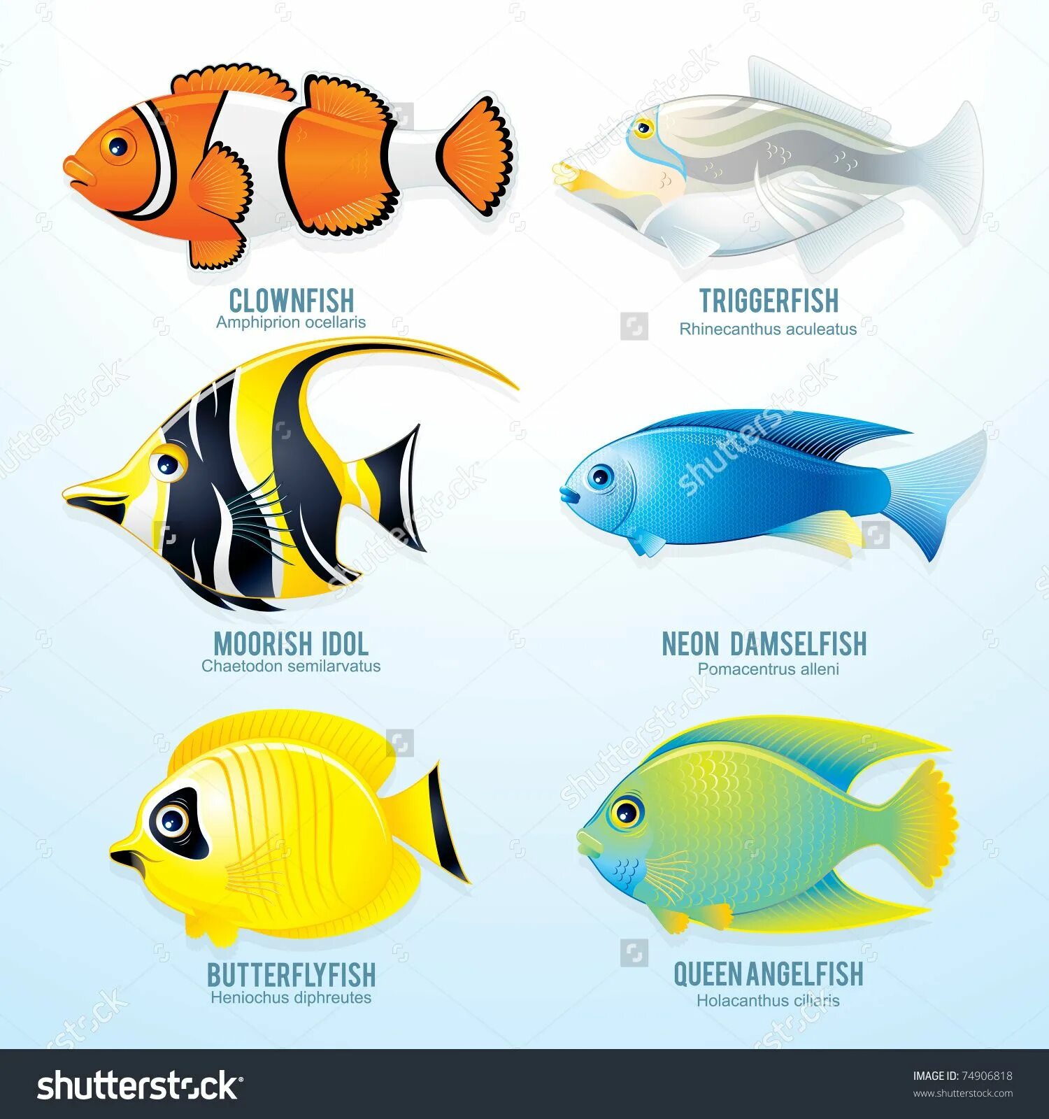 Аквариумные рыбки для детей. Морские рыбы для дошкольников. Аквариумные рыбки с названиями для детей. Цветные рыбки и их название.