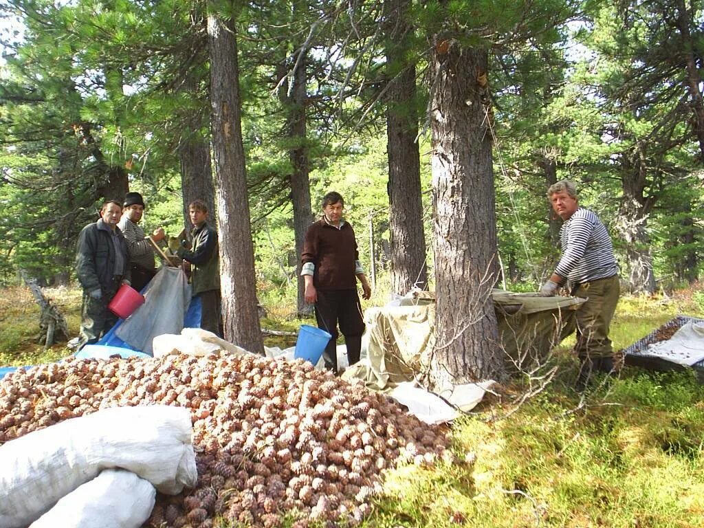 Время собирать шишки. Сбор кедрового ореха. Сбор кедрового ореха в Сибири. Сбор кедровых шишек в Сибири. Добыча кедрового ореха в Сибири.