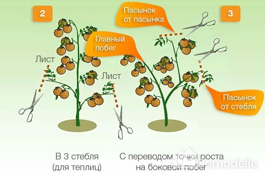 Томат в два стебля. Формировка индетерминантных томатов. формирование куста помидоров в теплице в два стебля. формирование куста томата в 2 стебля схема. формирование помидоров в теплице в два стебля схема.