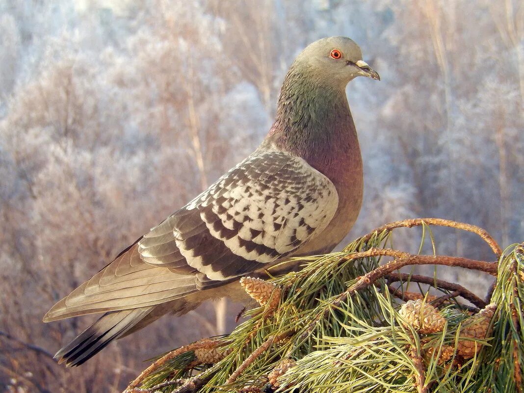 животные и птицы москвы. зяблик подмосковный. животные и птицы москвы. птицы и их названия с фото. ястреб перепелятник в подмосковье.
