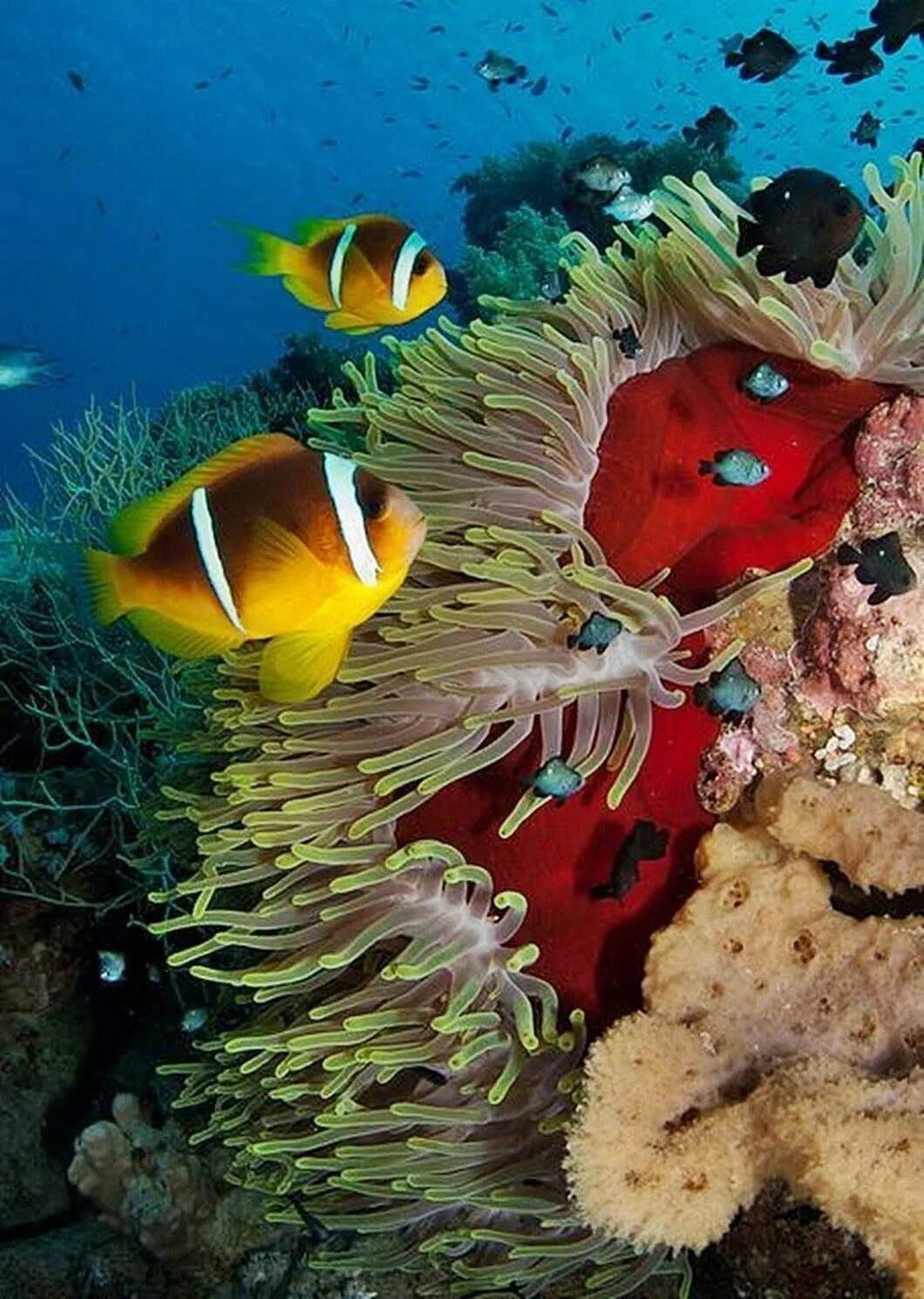 Красное море скуба дайвинг. Коралловый риф в шарм эль шейхе. Красное море подводный. Красное море подводный. Рыбы на рифе в шарм эль шейхе.