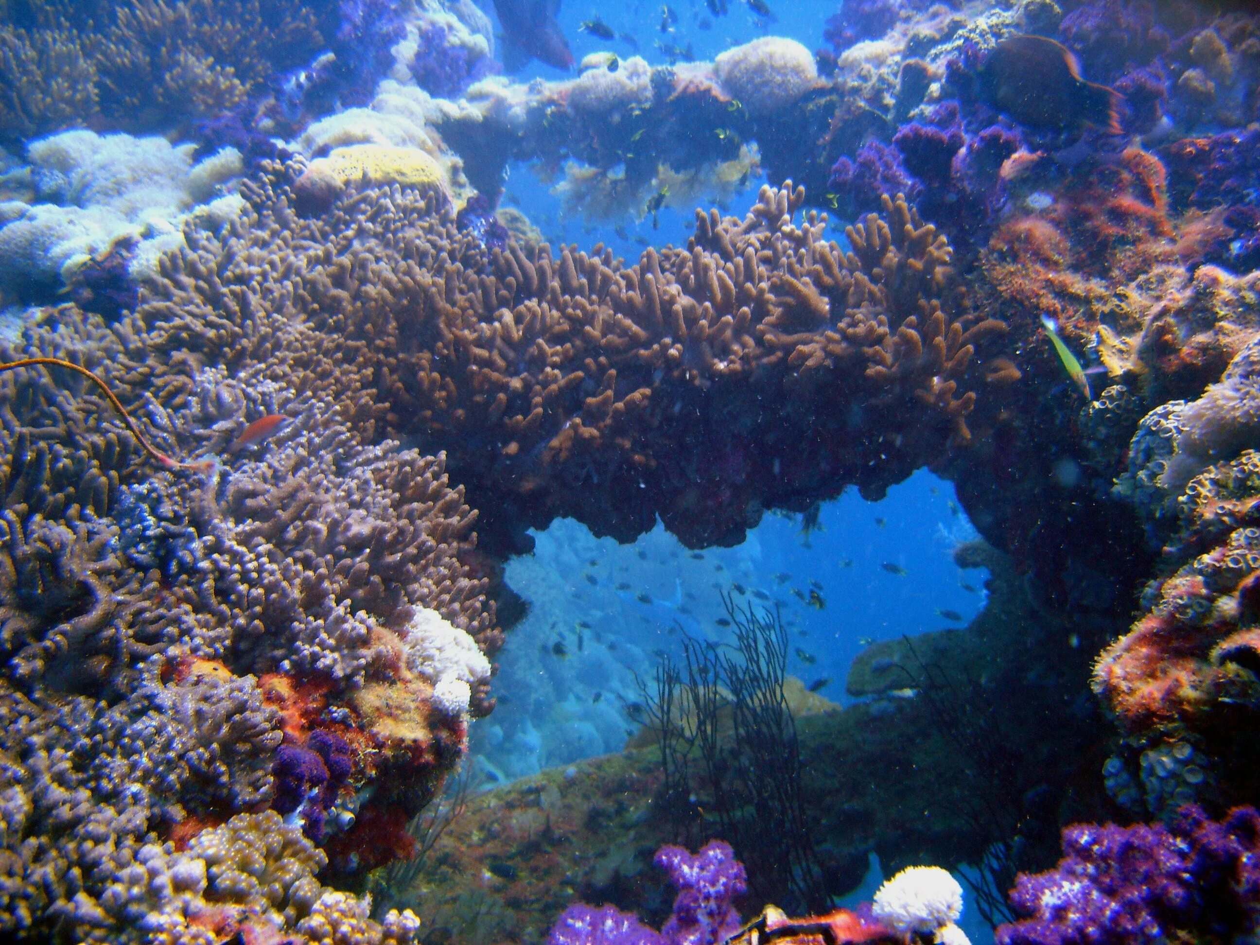 Коралловые рифы являются. Коралловый Барьерный риф. Большой Барьерный риф кораллы. Майотта коралловый риф. Коралловые рифы Бали.