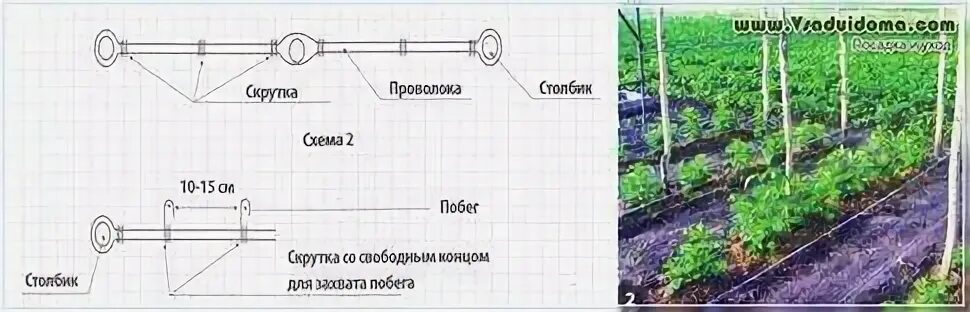 Схема посадки малины. Схема посадки малины в открытом грунте. Схема посадки малины в два ряда. Ширина траншеи для малины.