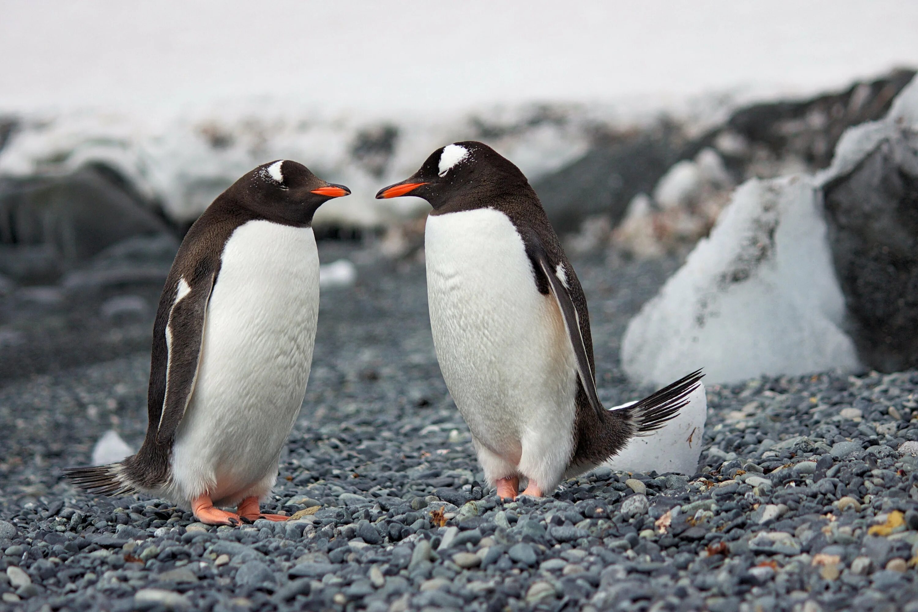Птицы живущие в антарктиде. Пингвины в Антарктиде. Субантарктический Пингвин в Антарктиде. Антарктида пингвины Адели. Отряд Пингвинообразные.