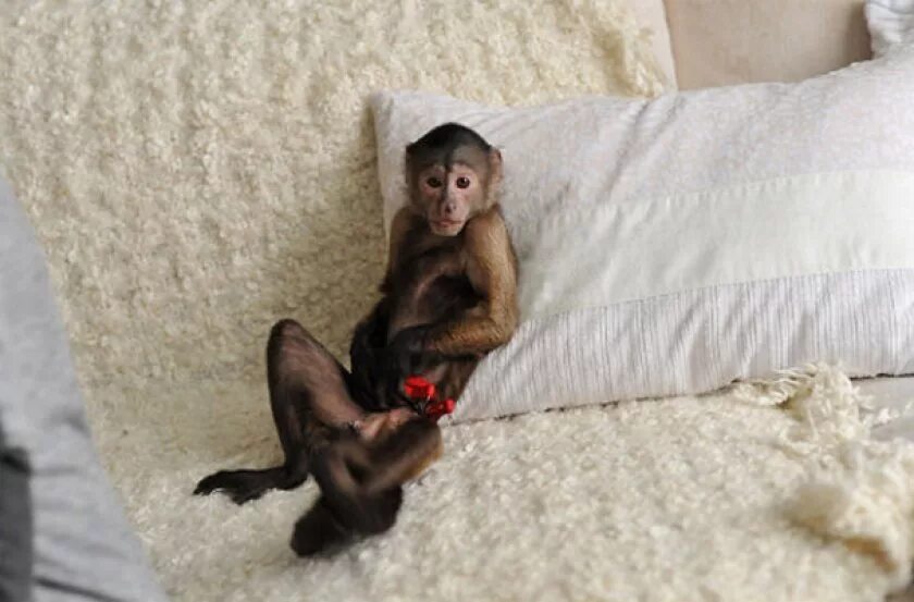Купить обезьяну домашнюю живую. Капуцин детеныш. Капуцин обезьяна домашняя. Карликовый капуцин. Обезьяна в кровати.