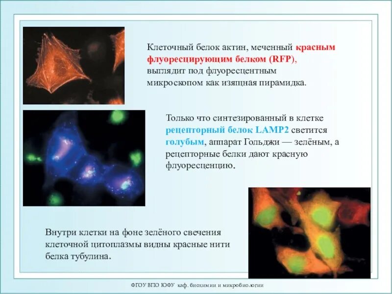 Белок клетки что это. Белок клетки что это. Органические соединения белки. Клетка для белок. Мембранные белки функции.