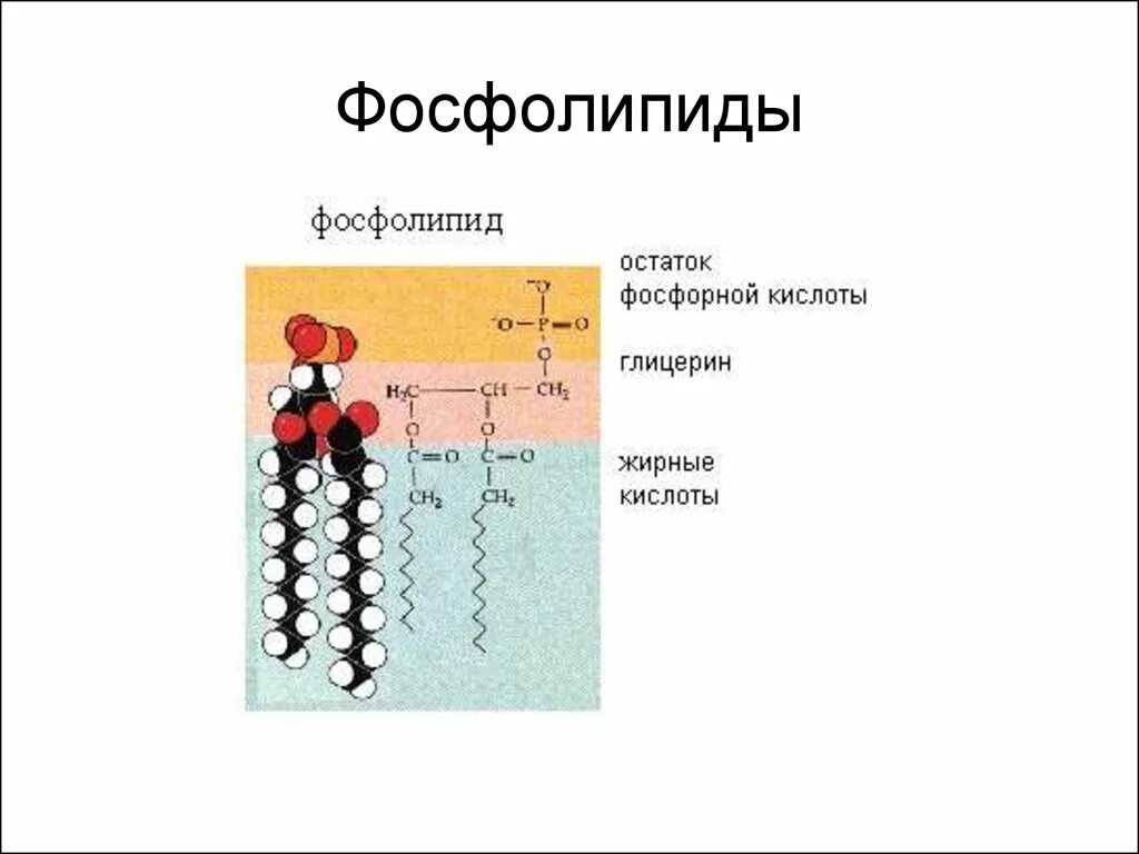 Фосфолипид химическая формула. Хим структура фосфолипидов. Строение молекулы фосфолипида. Фосфолипид структура.