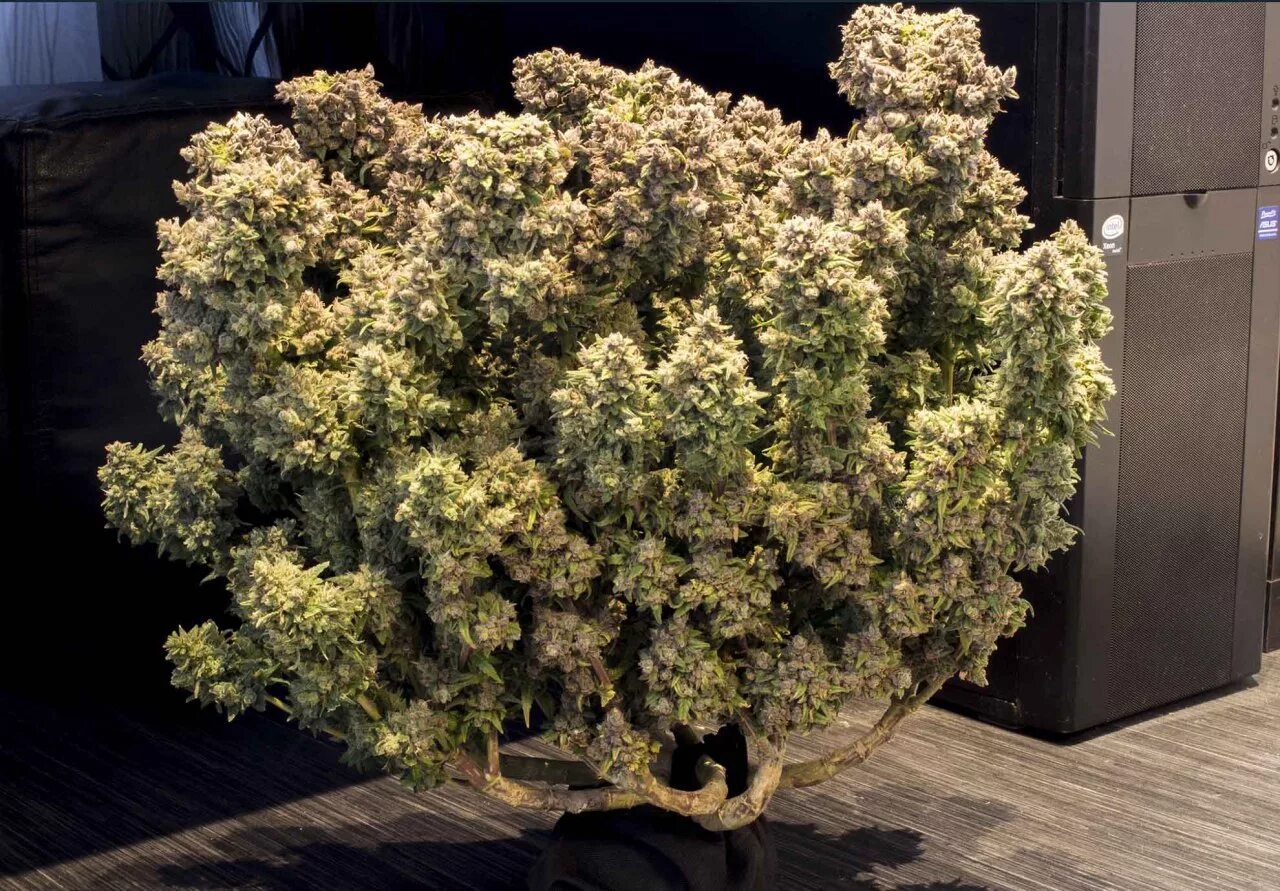 Бересклет крылатый ком. Сирень амурская syringa amurensis. Лигустрина амурская трескун амурская сирень. Дрок красильный (genista tinctoria). Боярышник сливолистный живая изгородь.