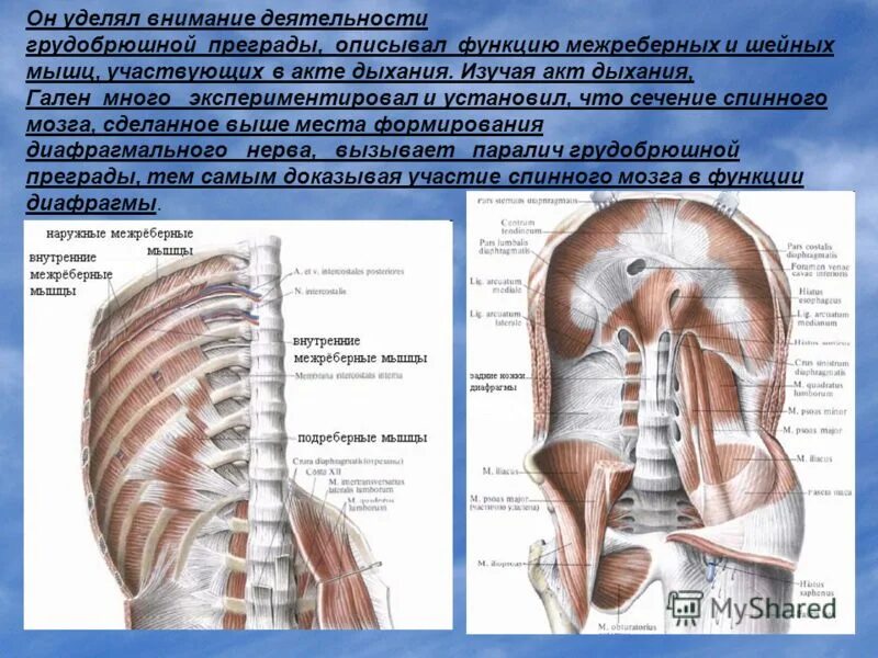 вдох расширение грудной клетки мышцы. мышцы участвующие в дыхании основные и вспомогательные. наружные межреберные мышцы дыхание. вспомогательные мышцы вдоха. дыхательные мышцы.